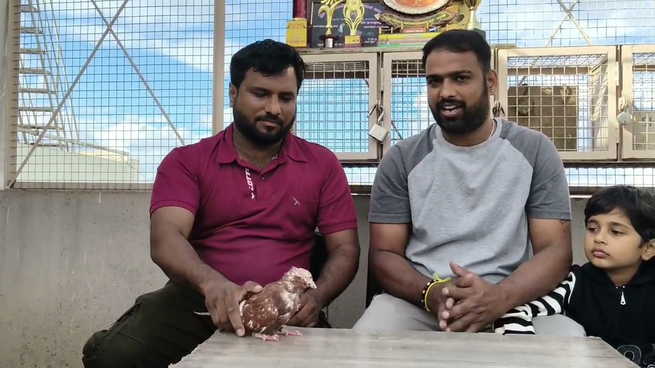 Jnanesh Gowda loft chini line and gerua line collection 9hour & 8 hour flying for tournament