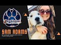 Samuel adams i amazing obedience i trainer abbey kuhn