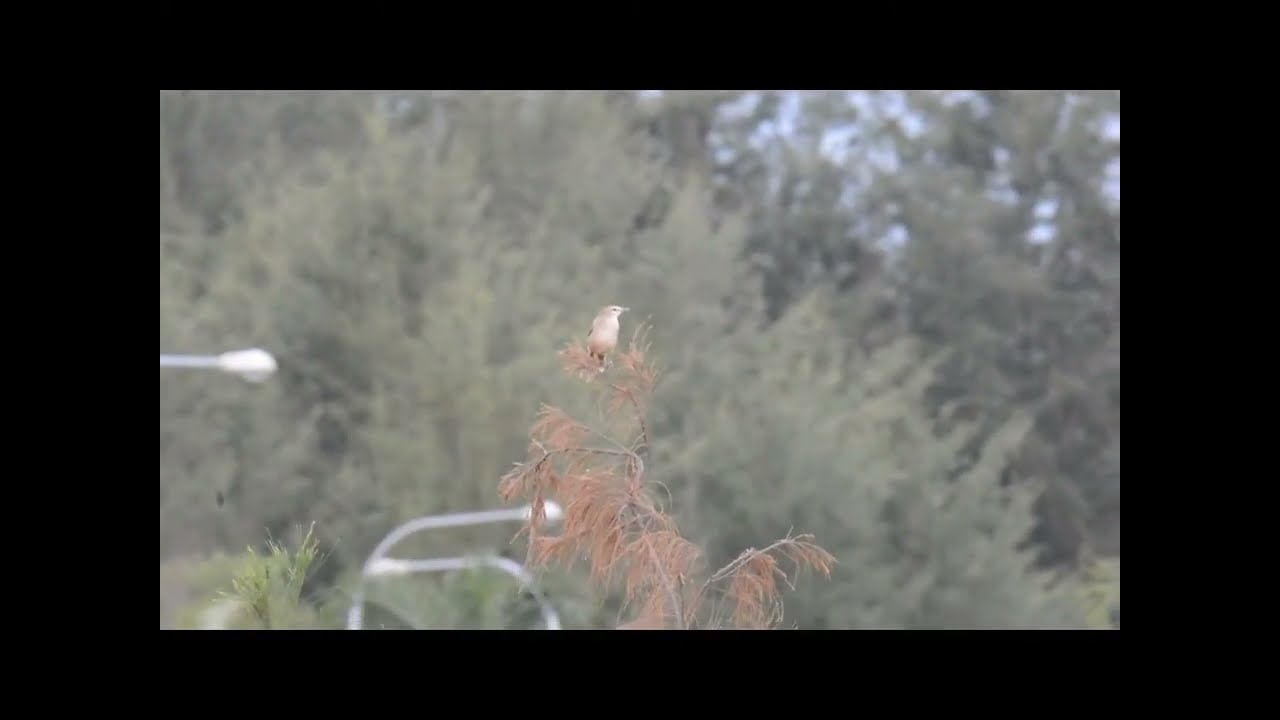 Striated Grassbird - Wing flap 