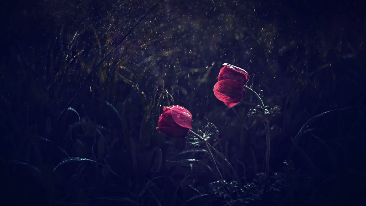 AnnN = Not Alone / Rain Sends Flowers [Insight Music]