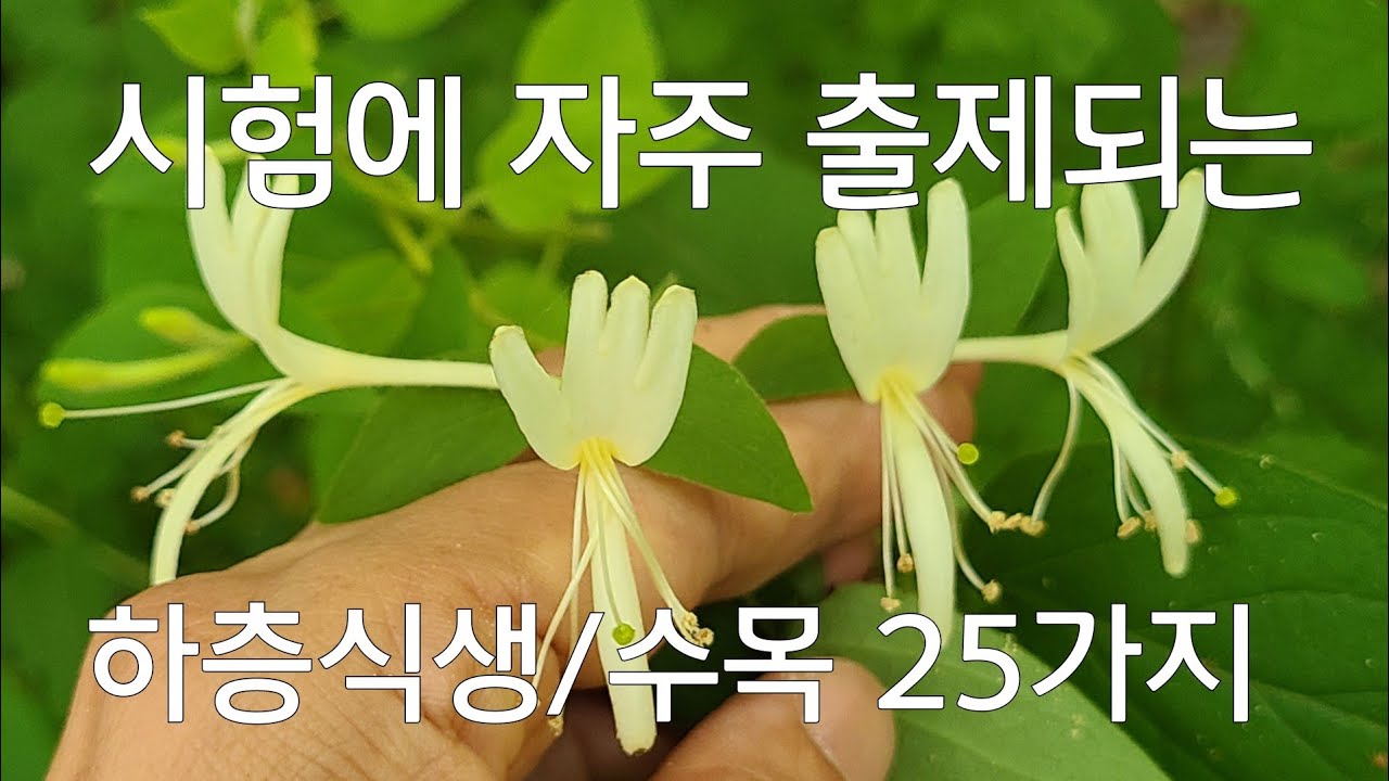잎만 보고도 맞춘다! 산초나무/초피나무, 개암나무/생강나무, 호두나무, 개옻나무, 밤나무, 신갈나무, 산딸기, 누리장나무, 이팝나무, 가래나무, 배롱나무, 노린재나무, 하층식생