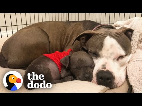 Tiniest Pittie Puppy Heals A Stray Dog's Heart  | The Dodo Pittie Nation