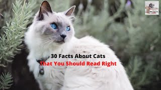 30 Facts About Cats That You Should Read Right