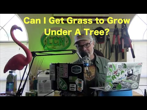 Wie man Gras unter einem Baum wachsen | Wachsende Gras in Shade