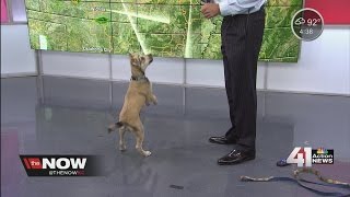 Sunny the weather dog does tricks on set! screenshot 5