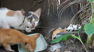 Hungry kitten and mother cat found in hidden location