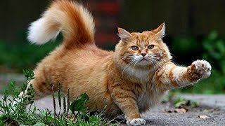 Южный Крым. Забавные кошки Харакского парка Южный Крым. Забавные кошки Харакского парка