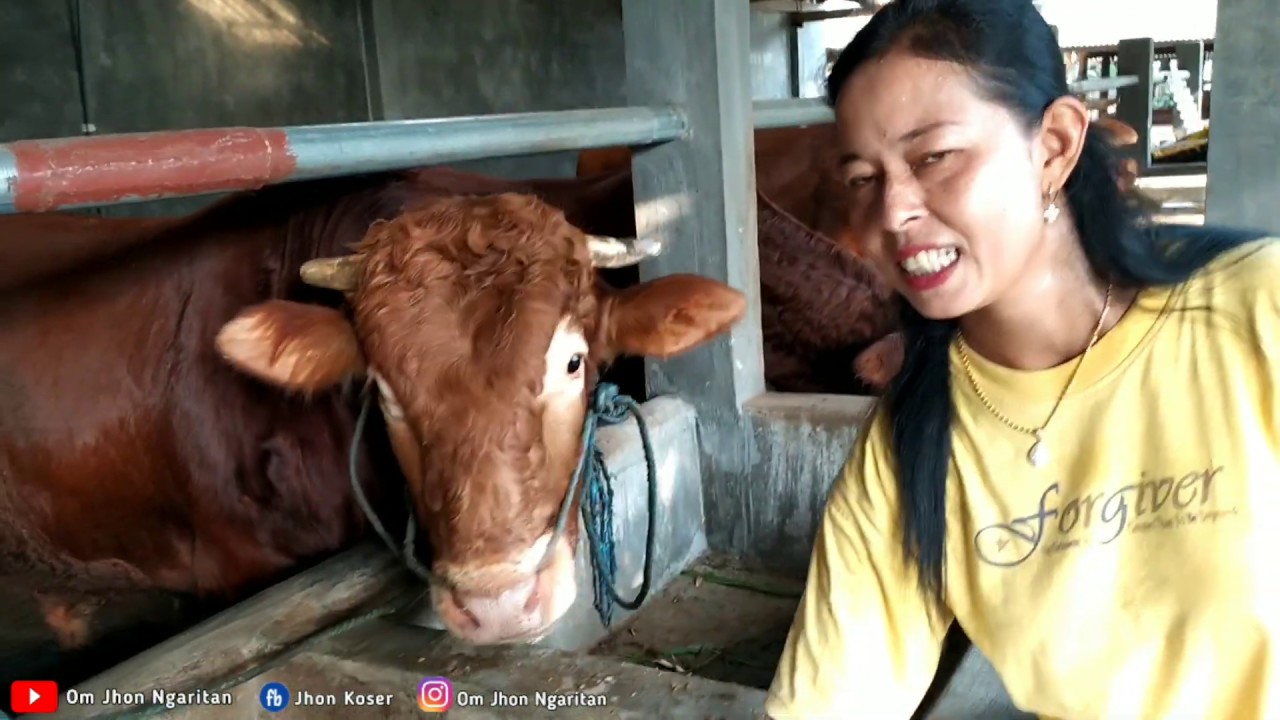 Kandang Sapi Istimewa Kapasitas 17 Ekor Peternak Sapi Wanita Ada Monster Limosin 900 Kg Youtube