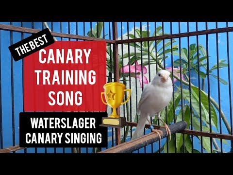Singing Canary Training Chording After Whistling photo