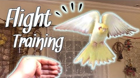 How to Teach Your Bird to Fly to You! | Parrot Flight Recall Training