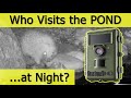 Who Visits the Pond at Night? Lockdown Wildlife Camera Adventures in the Back Garden