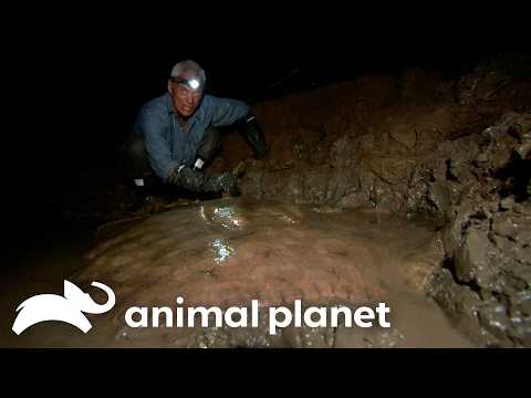 Deadly Creature RIPS Fishing Reel Out of Jeremy's Hands! | River Monsters | Animal Planet
