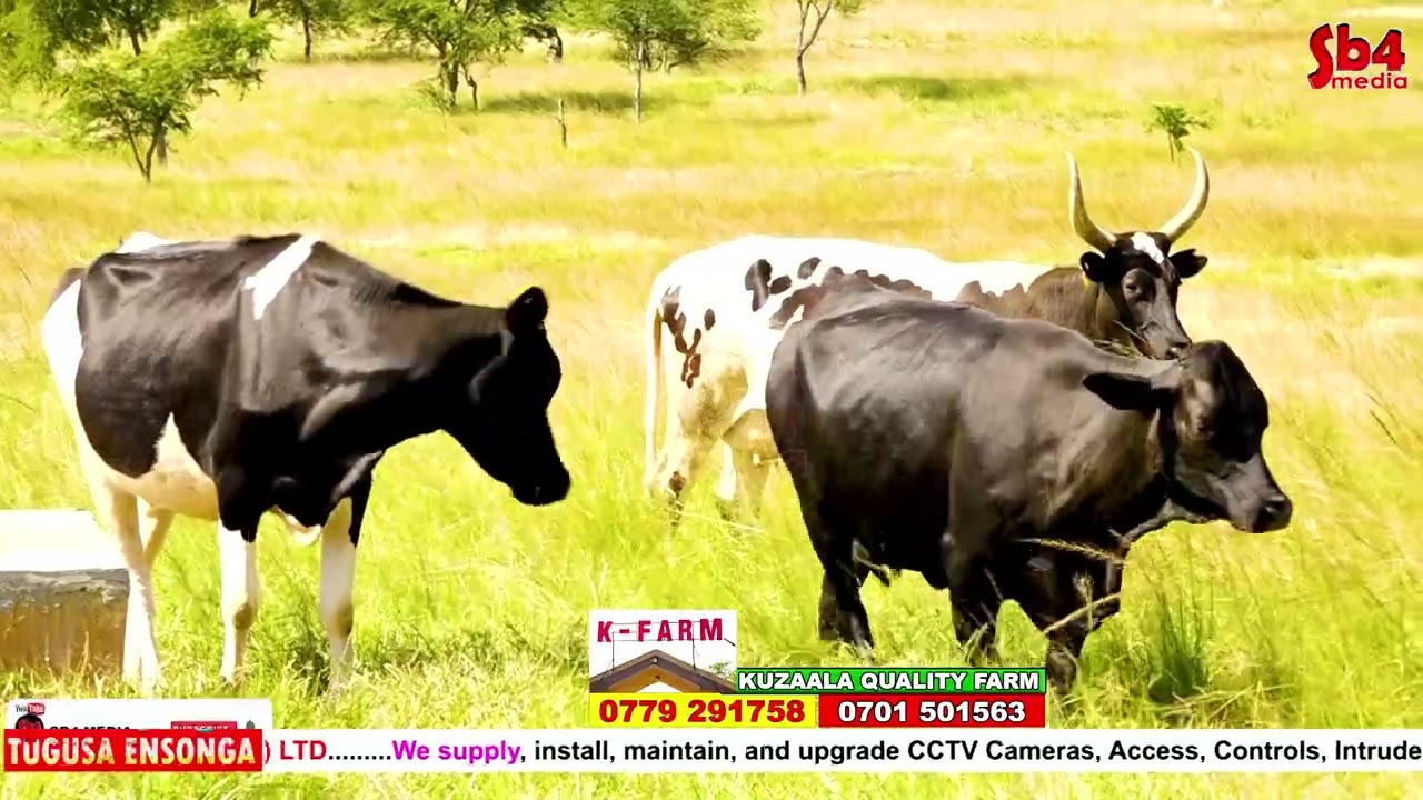 Okulunda Bugagga_ KUZAALA FARM _Balina Ente Za Mata _Bakugamba Tandika Kati Okulunda
