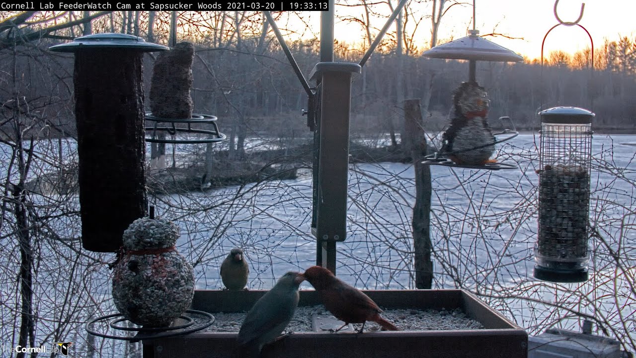 Cardinal kiss on the patio     19 33    3 20 21