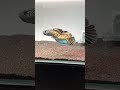 What is this fish ? #fish
