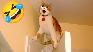 amazing 😇 Funniest Animal Videos 🤣😂  Funny Cats invited to the Dog Party #50