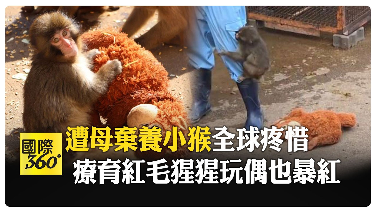 全日本緊盯6月棄養小猴