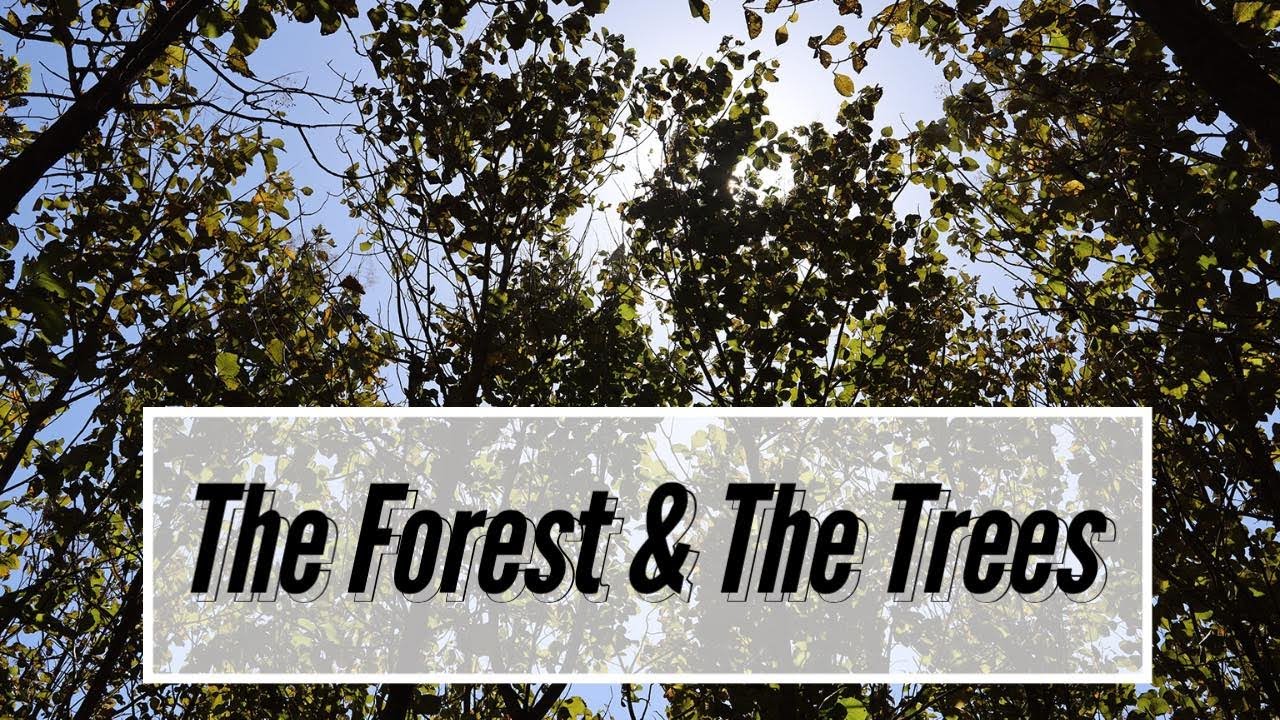 Panama Teak Forestry YouTube