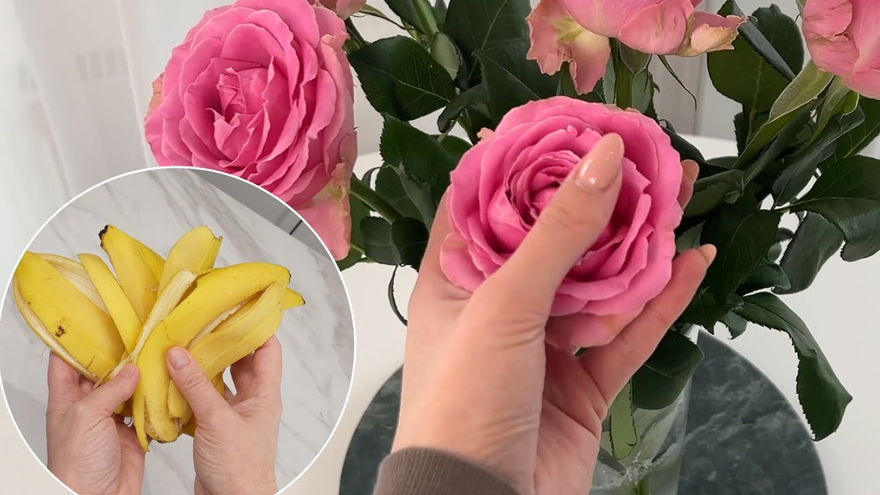 Warum du niemals Bananen neben Rosen lagern solltest! Überraschender Gärtnertrick