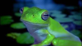 Funny Talking Frog - The Funny Sounds of Mr Frog - Talking Frogs