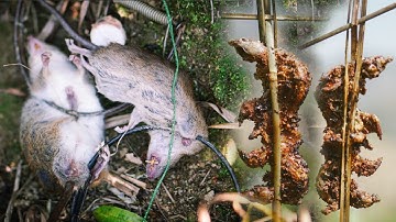 yos hav zoov p4 | Cuab ntxiab cuab nas ntsooj  11/3/2019