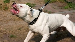 10 Gevaarlijkste Hondenren Ter Wereld