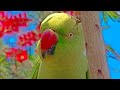 Tiku parrot  is live