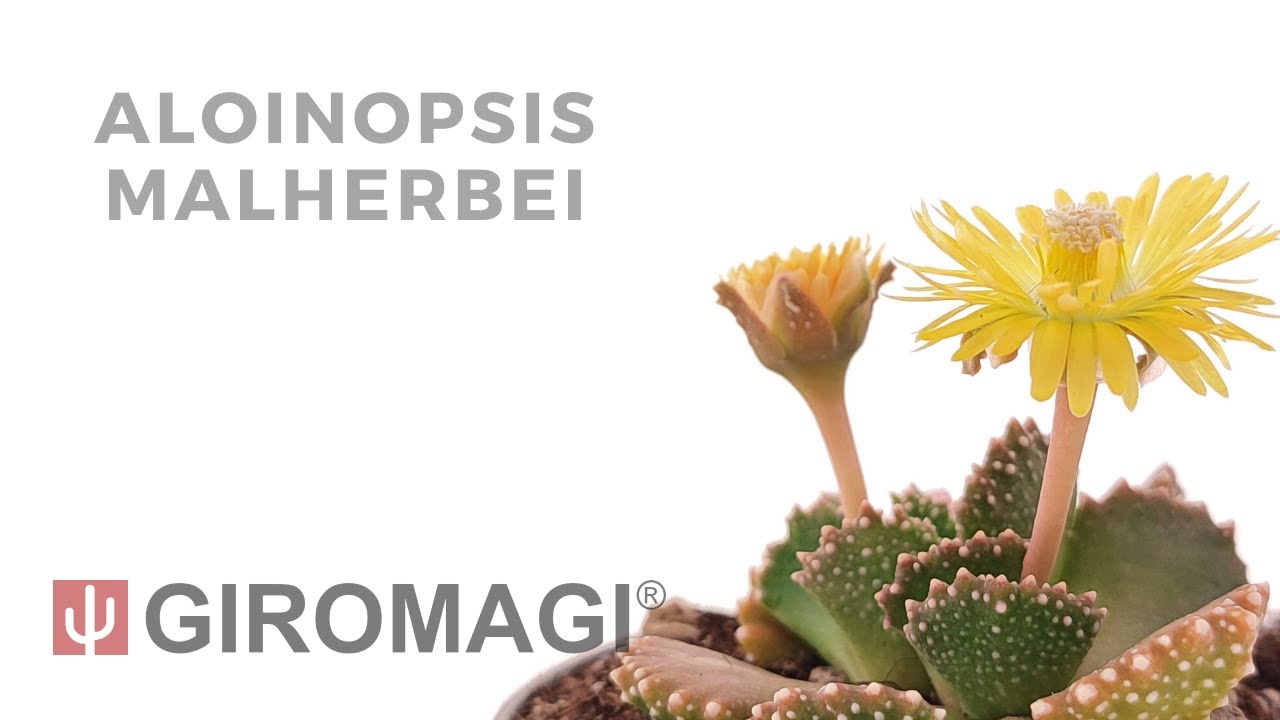 Aloinopsis malherbei
