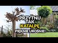 Jak przyciąć catalpę wiosną? Sposoby na to aby mieć piękną i dużą Catalpę. Katalpa w ogrodzie