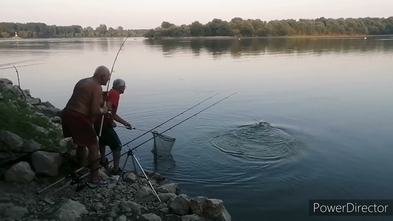 Pecanje tolstolobika na plovak na Dunavu 👌👌👌