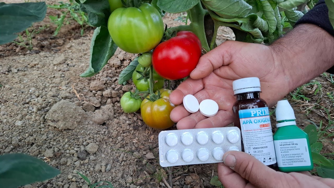 Четыре лекарства, которые могут спасти ваши помидоры и весь ваш огород от гибели