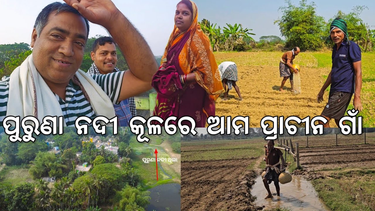ପୁରୁଣା ନଦୀ କୂଳରେ ଆମ ପ୍ରାଚୀନ ଗାଁ l ଆଜି କାଲି କଣ୍ଟ୍ରାକ୍ଟ ବିବାହ l Gouranga Nayak Odia Vlogs 