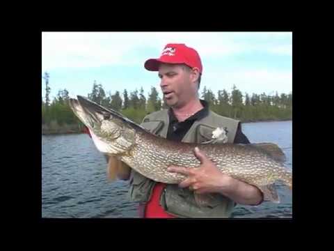 Ubiquity Lake Outfitters, catching Trophy Pike in Northern Saskatchewan