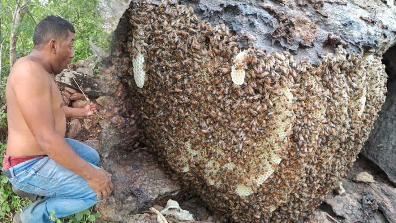 ABELHA DA TÚIA DE PEDRA IMPRESSIONANTE😱