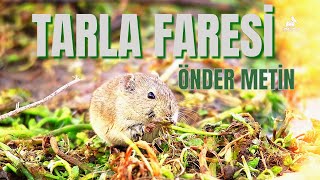 TARLA FARESİ - ÖNDER METİN - ILGIN KONYA