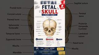 fetal skull 💀 handwritten short notes🩻🩺📚 #bscnursing #postbscnursing #gnmnursingquestionpapers #gnm