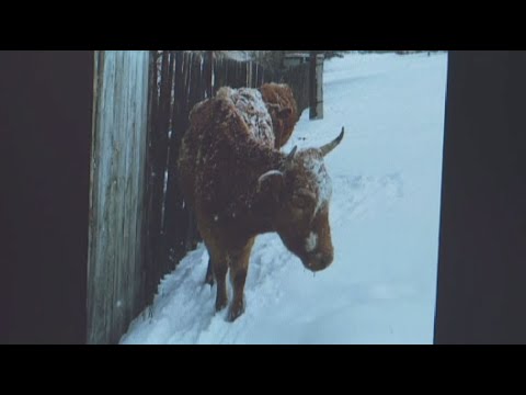 «Звёздная бурёнка»: казахстанская корова попала в Vogue