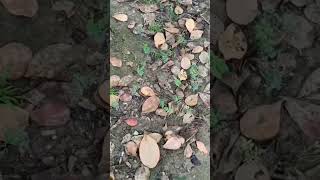 Download Lagu Tao maro maro Balochi Whatsapp status song MP3