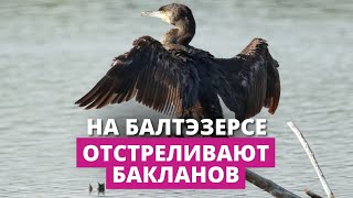 Бакланы &#39;&#39;разрушают&#39;&#39; заповедник на Балтэзерсе