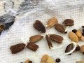 Rotten seed? Do this when germinating vegetable  seed in paper towel