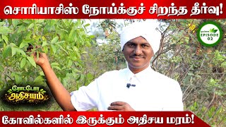 சொரியாசிஸ், தோல் நோய்க்கு முற்றுப்புள்ளி? 50 கோடி மதிப்புள்ள மரம்! Dr salai maruthamalai murugan|OSB