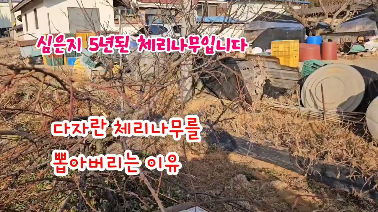 5년된 체리나무 50그루를 뽑아버리는 이유는?