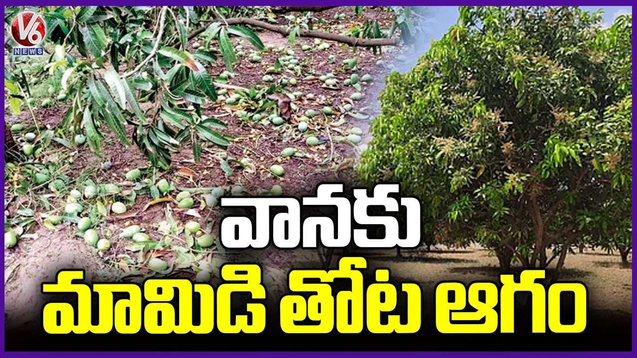 Heavy Rains Cause Crop Damage in Jagtial | V6 News - YouTube