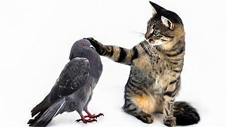 Funny Pigeon Annoying Cats and Dogs Videos  Pigeons vs Dogs and Cats | Funny Birds Compilation