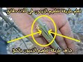 شاهد طريقة تطعيم الزيتون بالشق تركيب الزيتون تلقيم الزيتون شاهد طريقة تطعيم الزيتون بالشق تركيب الزيتون تلقيم الزيتون