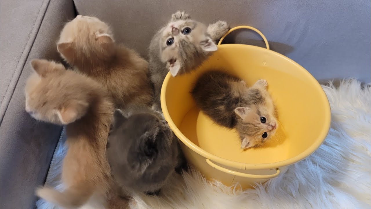 kindergarten kittens #귀여운고양이 #고양이사랑 #아기고양이 - YouTube
