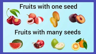 Fruits with one seed and many seeds /Fruits with one seed and many seeds for ukg/kindergarten