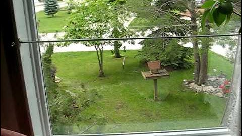 Dumb bird tries to break my window