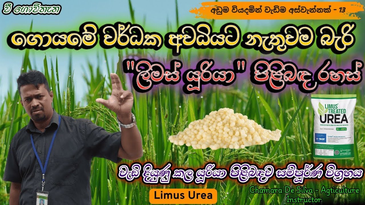 වැඩි දියුණු කල ලිමස් යූරියා මඟින් ඔබේ අස්වැන්නත් වැඩි කරගන්න | Limus Urea