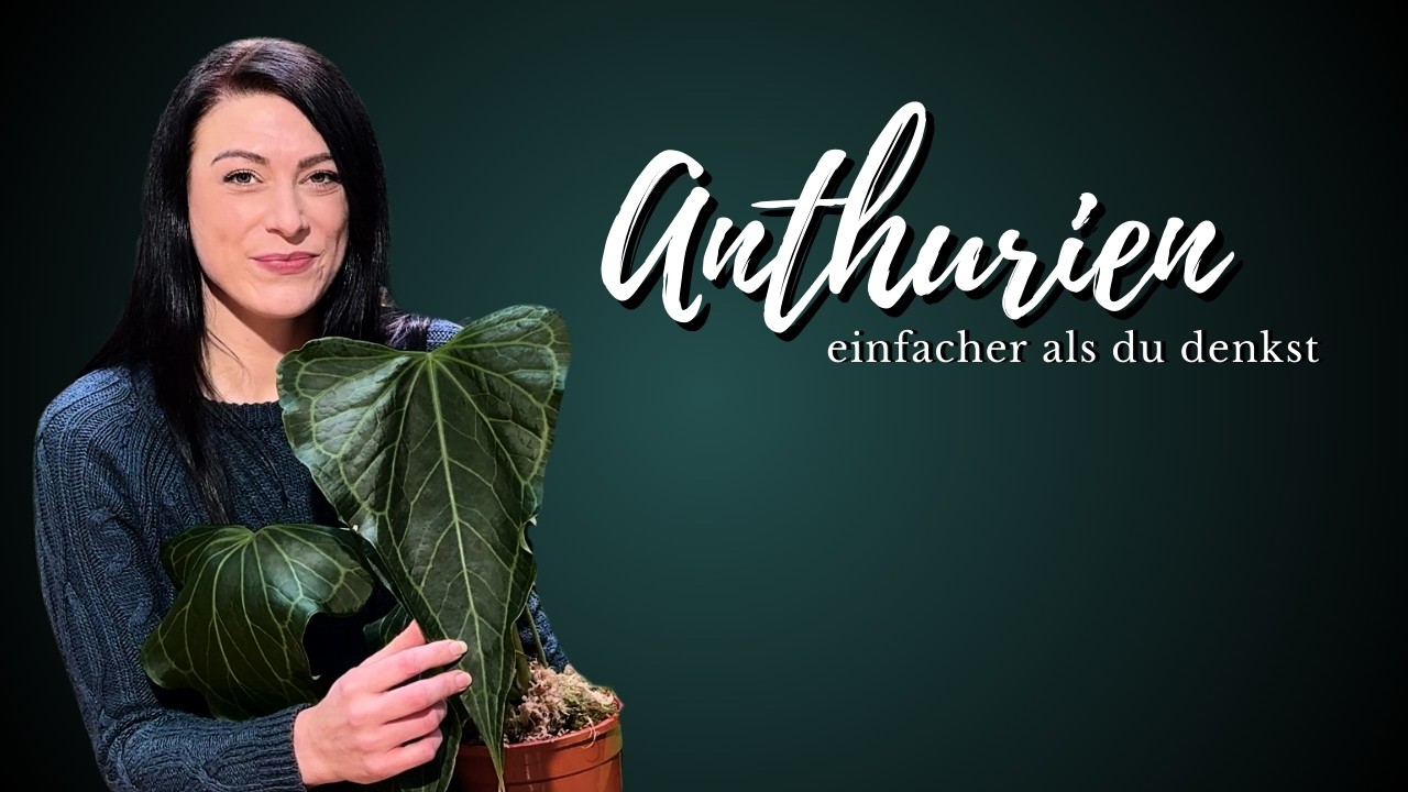 Deshalb sind Anthurien einfacher als du denkst - Anthurium auch für Anfänger !